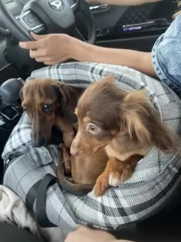 K 様のお迎えした子犬