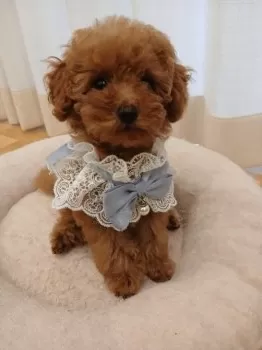 A.I 様のお迎えした子犬