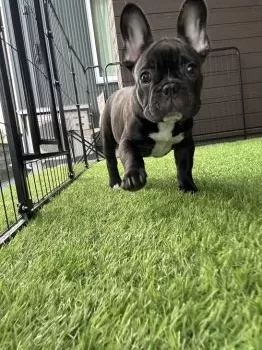 Kaaa 様のお迎えした子犬