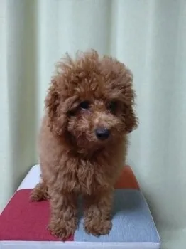 シェリー 様のお迎えした子犬