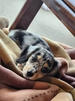 H.T 様のお迎えした子犬