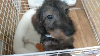 おーちゃん 様のお迎えした子犬