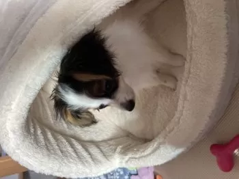 あおりんご 様のお迎えした子犬