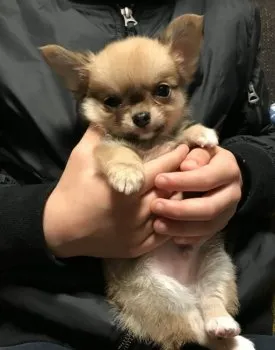 タカマサ 様のお迎えした子犬