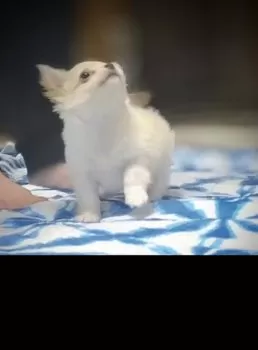 ゆう 様のお迎えした子犬