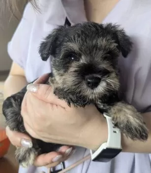 リーナ 様のお迎えした子犬