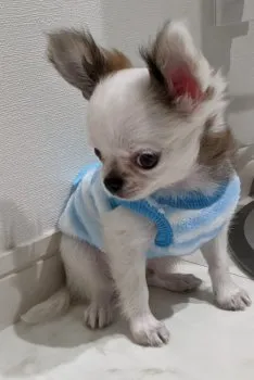 Y.M 様のお迎えした子犬