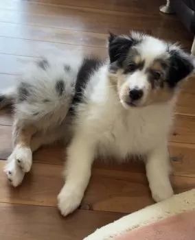 S.H 様のお迎えした子犬