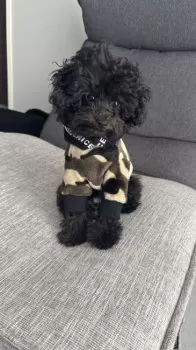 K.H 様のお迎えした子犬