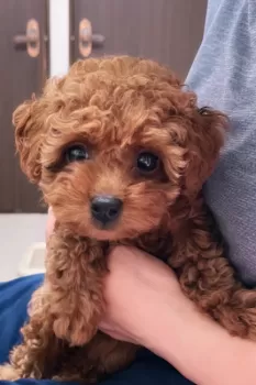 H.M 様のお迎えした子犬