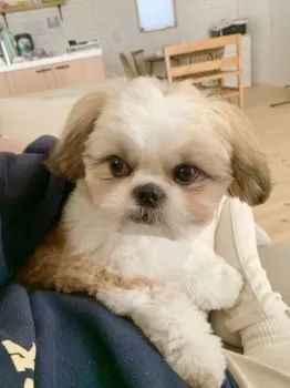 服太郎 様のお迎えした子犬