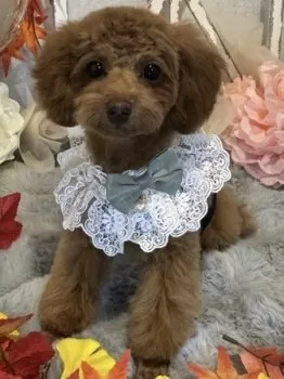 Tatsu 様のお迎えした子犬
