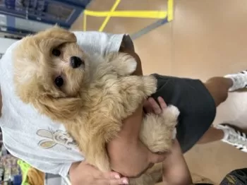 K.M 様のお迎えした子犬