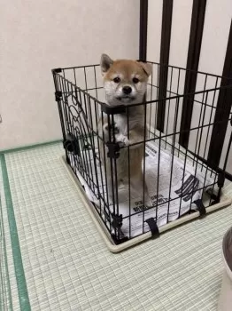 M.Y 様のお迎えした子犬