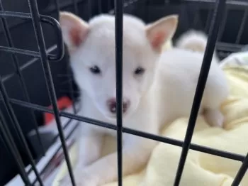 きみどり 様のお迎えした子犬