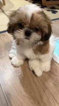 る 様のお迎えした子犬