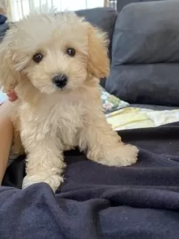 みさえ 様のお迎えした子犬