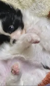mana 様のお迎えした子犬