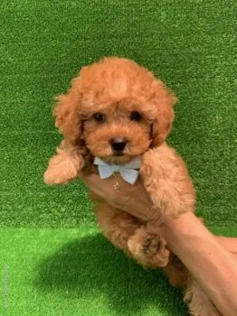 D.Y 様のお迎えした子犬