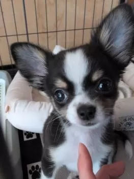 みぃさ 様のお迎えした子犬