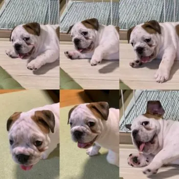 S.T 様のお迎えした子犬