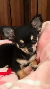 ルル🐶ぱぱ 様のお迎えした子犬