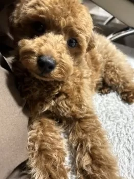 パンママ 様のお迎えした子犬