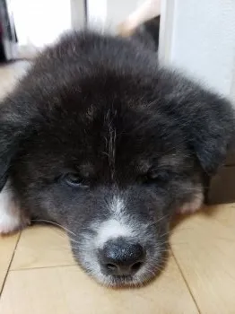 まり 様のお迎えした子犬