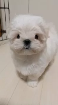 gotty 様のお迎えした子犬