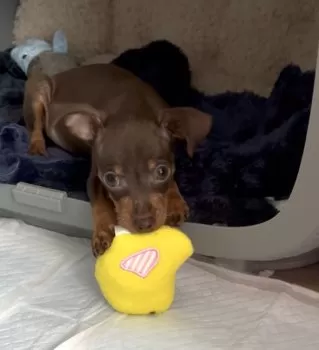 shima 様のお迎えした子犬