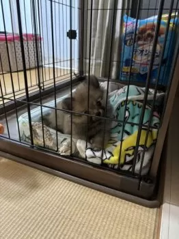 M.Y 様のお迎えした子犬