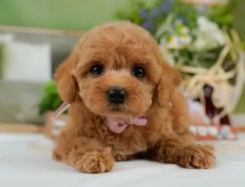 M.H 様のお迎えした子犬