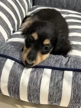 牛まま 様のお迎えした子犬