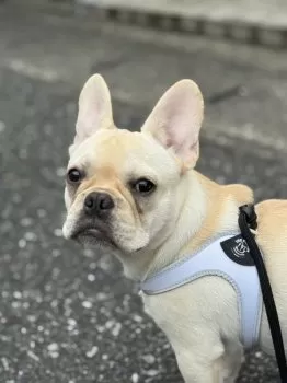 まはろん 様のお迎えした子犬