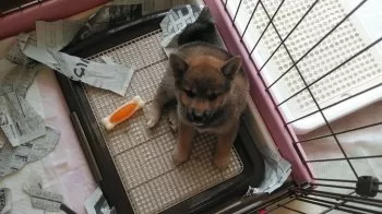 きらら 様のお迎えした子犬