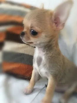 SJ 様のお迎えした子犬