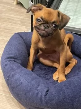 Ｏ 様のお迎えした子犬