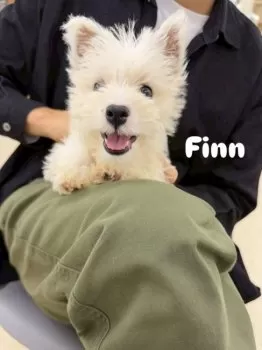 Y.S 様のお迎えした子犬