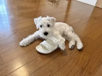 ぽっぽ 様のお迎えした子犬