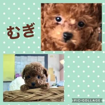 ブーパパ 様のお迎えした子犬