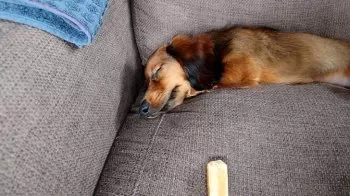 K.A 様のお迎えした子犬