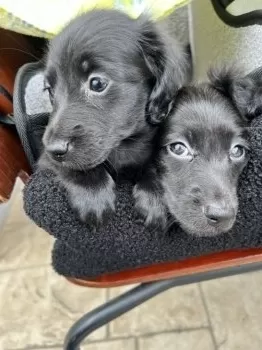 A.Y 様のお迎えした子犬