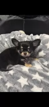 りんご 様のお迎えした子犬