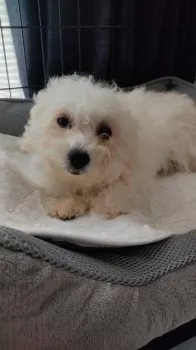 Ｙ．Ｊ 様のお迎えした子犬
