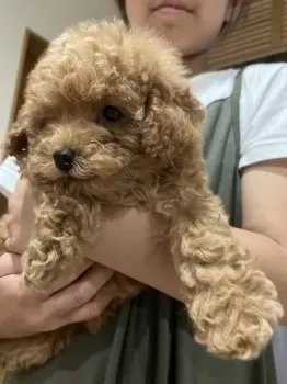 みい 様のお迎えした子犬