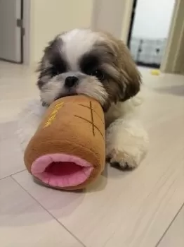 S.Y 様のお迎えした子犬