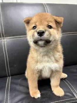 Y.S 様のお迎えした子犬