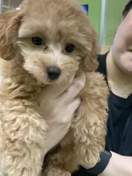 K.M 様のお迎えした子犬