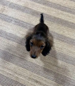 三姉妹めだか 様のお迎えした子犬