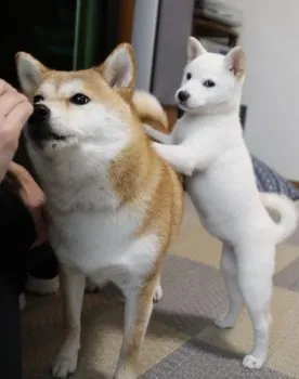 カネハラ 様のお迎えした子犬